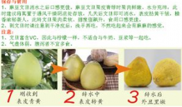 台湾麻豆文旦,甘甜多汁，品味台湾的柑橘传奇